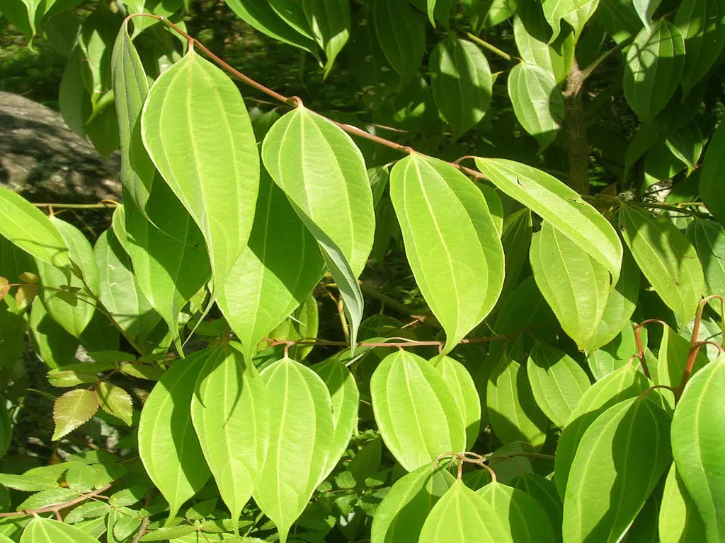 Feuille de cannelle